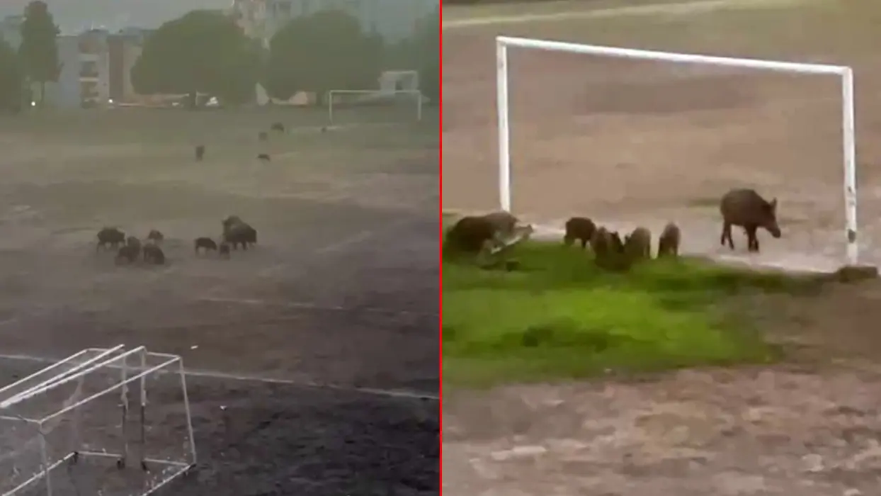 Vatandaşlar isyan etti! Yaban domuzları stadı bastı, CHP belediyeciliği sınıfta kaldı