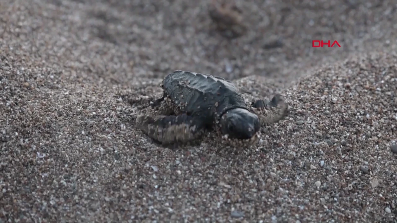 Bu yılın ilk yavru caretta carettaları denize kavuştu
