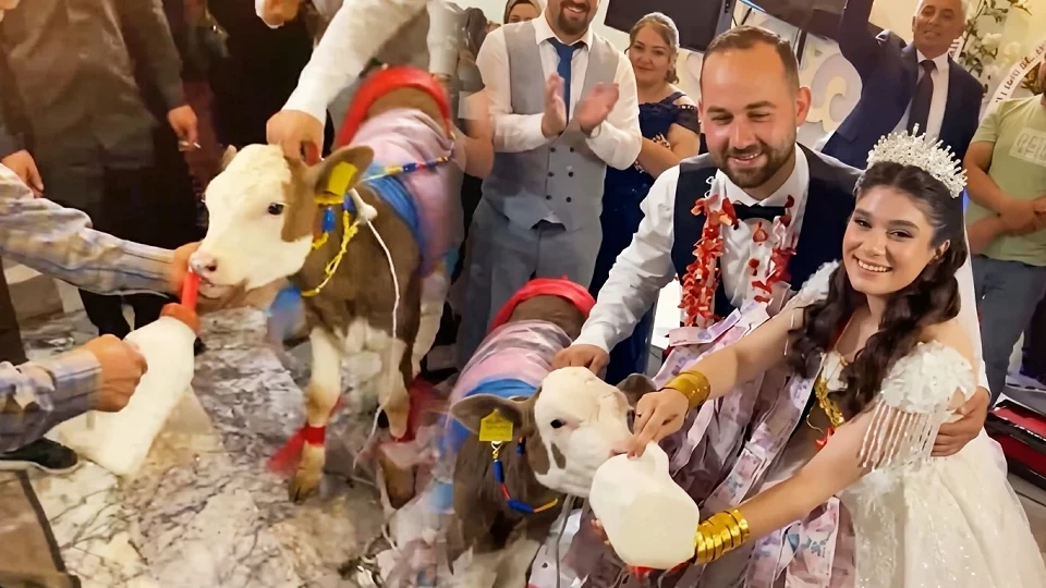 Manisa Düğününde İlginç Takı: Altın ve nakit paranın yerine dişi buzağı hediye edildi | Aktüel Haberleri