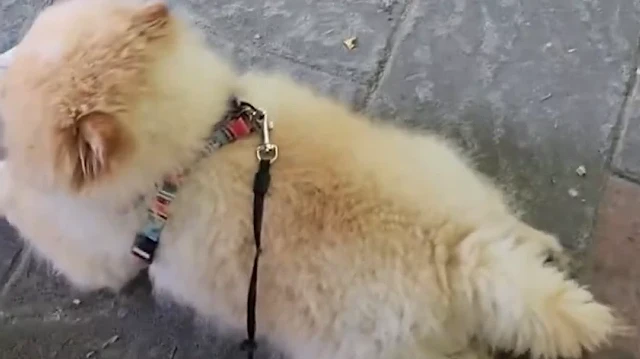 İşletme içindeki 'köpek' tartışması sosyal medyayı ikiye böldü: Yasak olduğunu duyunca hesabı ödemek istemedi