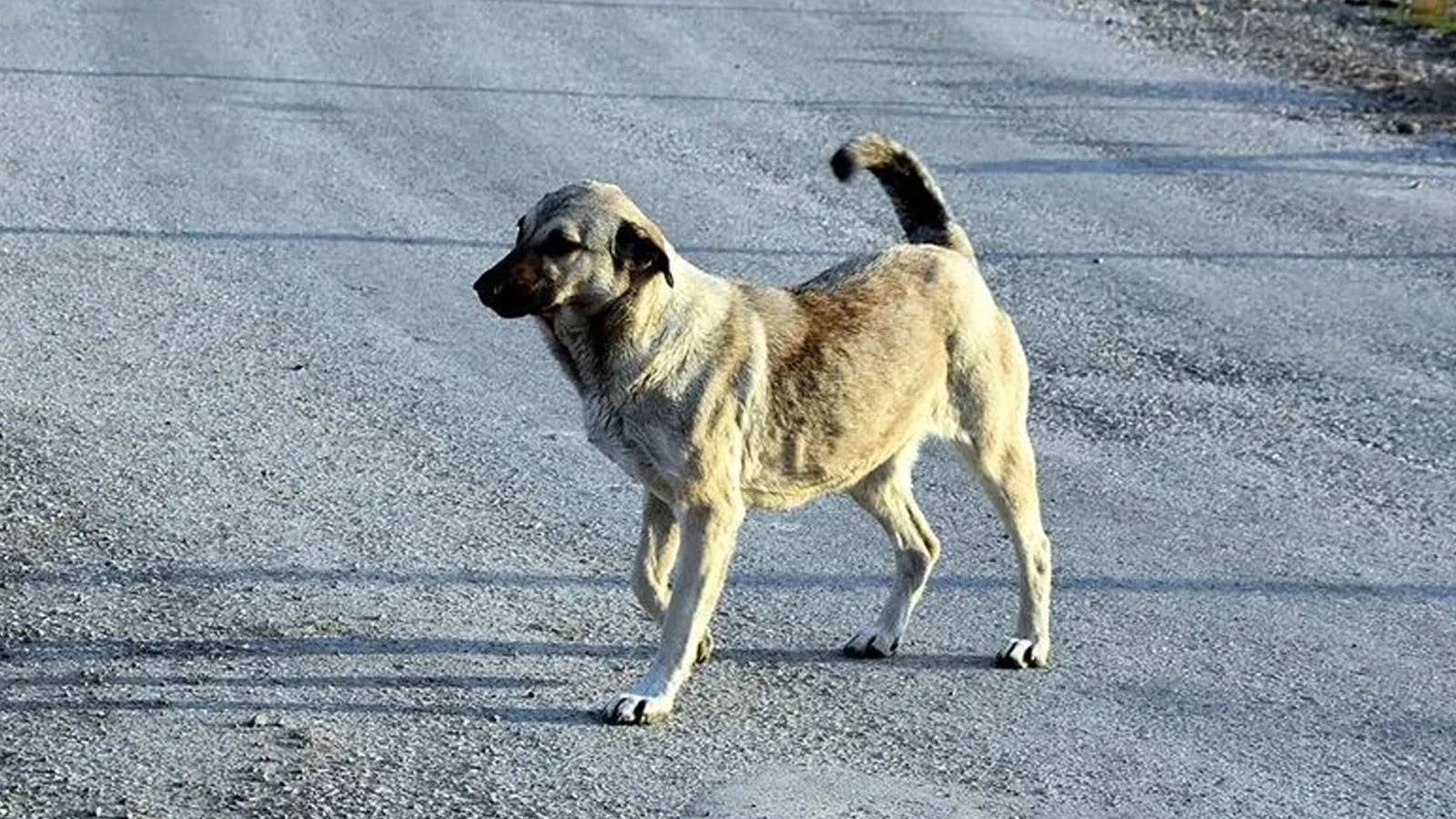 Ankara Valisi Canbolat 52 bin sahipsiz köpeğin toplandığını açıkladı