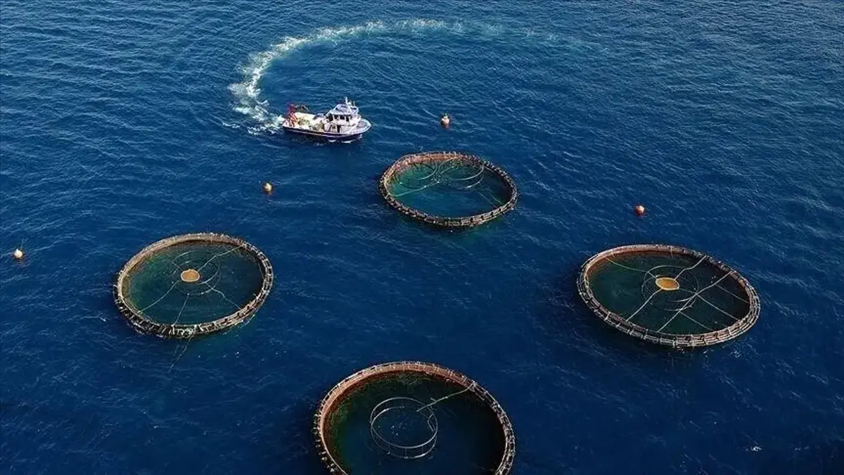 Doğu Karadeniz'in su ürünleri ihracatı 73,7 milyon dolara ulaştı