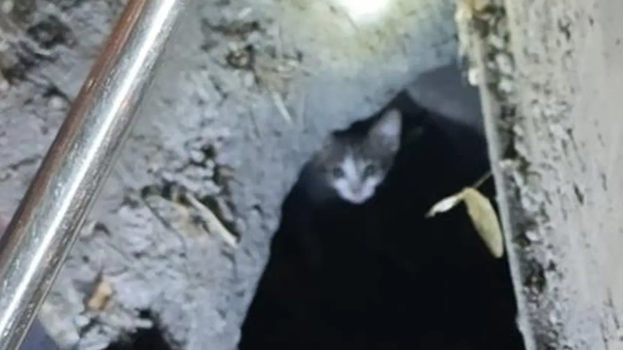 3 gün mahsur kaldı: Kedi 2 saatlik çalışmayla kurtarıldı
