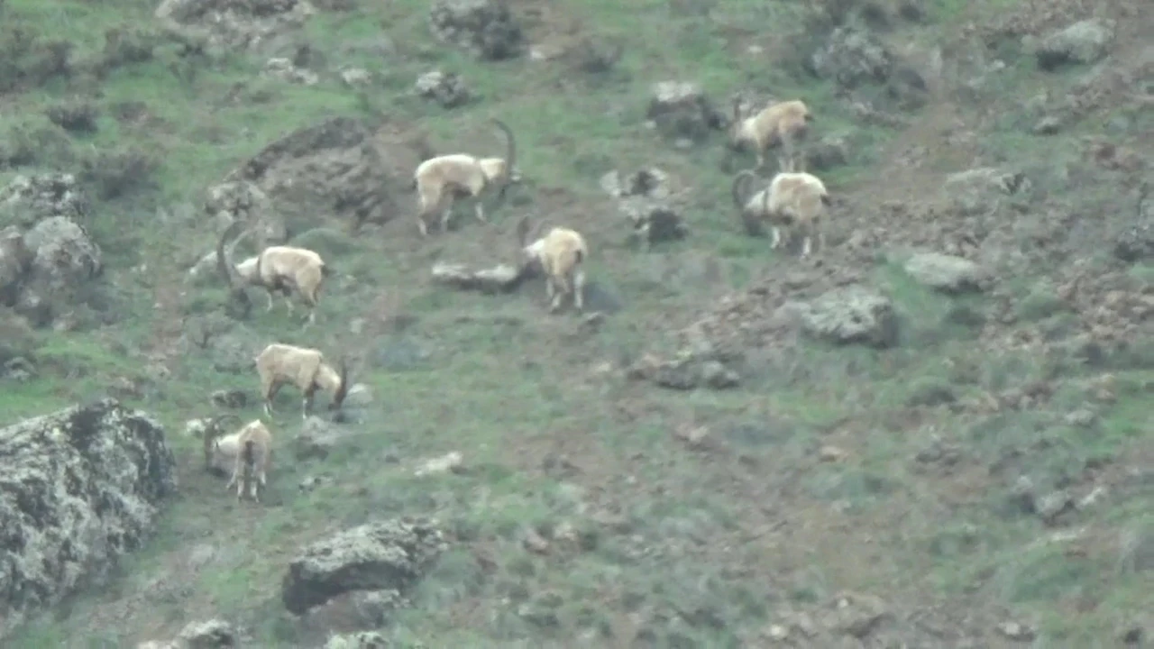Tunceli’de eko sistem yeniden canlandı