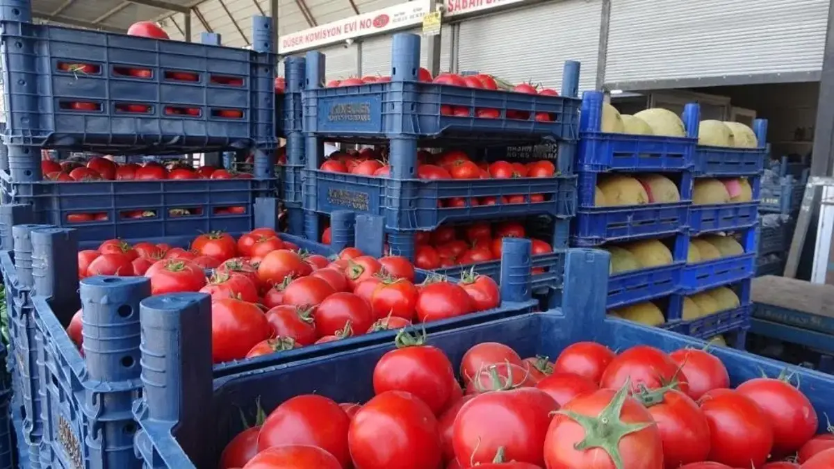 Sebze halinde fiyatlar dibi gördü: Domatesin fiyatı geriledi