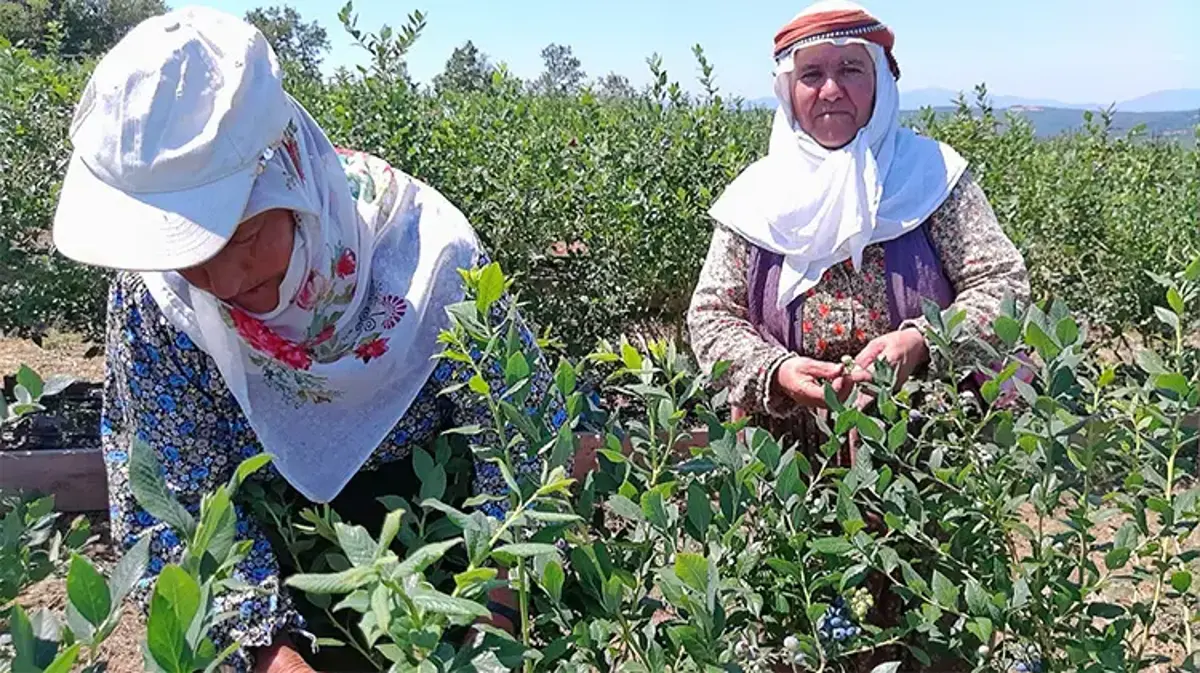 Paranın yarısı devletten geldi! Çorak arazi servet bastı
