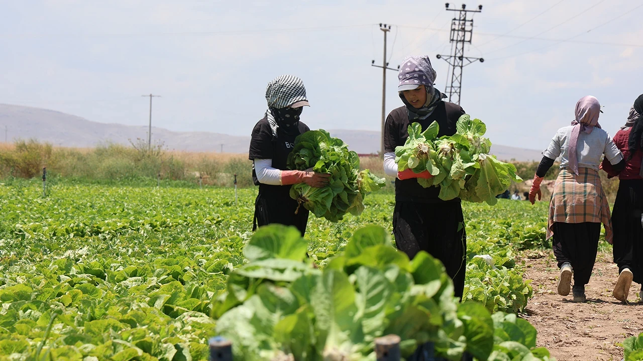 Tarlada sembolik rakamlara bile alıcı bulamıyor: Konya'da marul üreticisi zorlu bir sınav veriyor