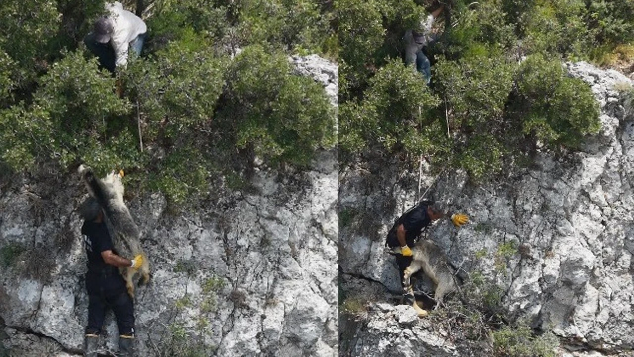 Bozyazı'da uçurumda mahsur kalan keçi itfaiye ekiplerince kurtarıldı