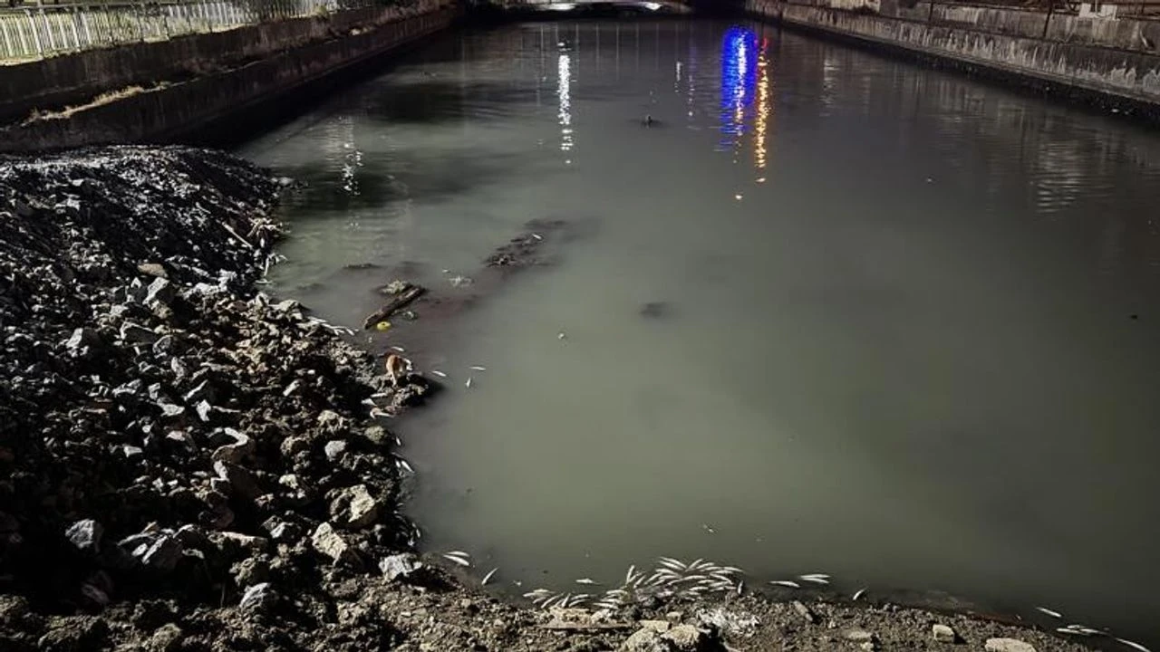 Bakırköy'de dere yatağında binlerce ölü balık bulundu