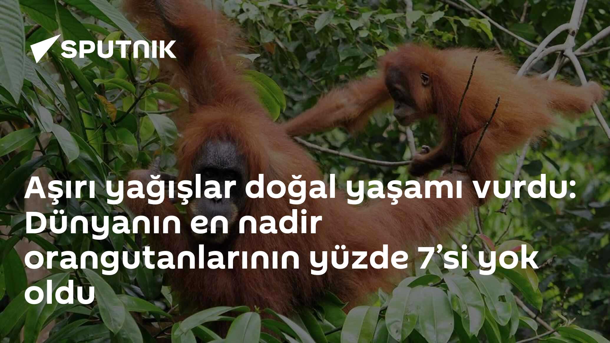 Aşırı yağışlar doğal yaşamı vurdu: Dünyanın en nadir orangutanlarının yüzde 7’si yok oldu