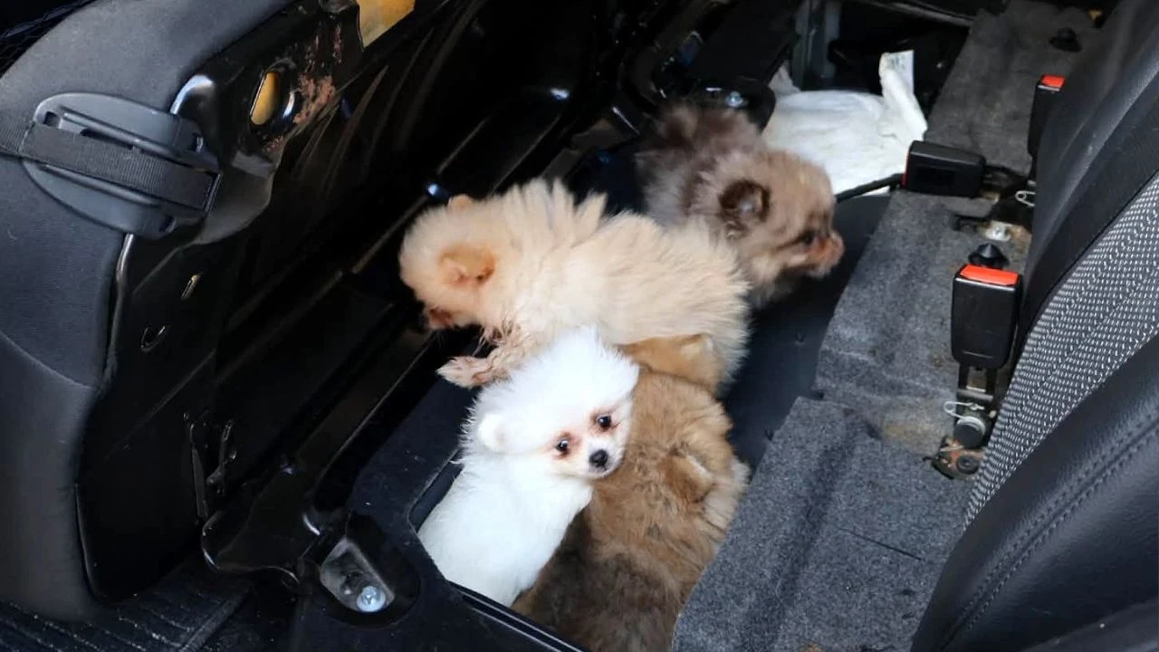 Kapıkule'de kaçak köpek operasyonu: Koltuk altında 5 yavru bulundu