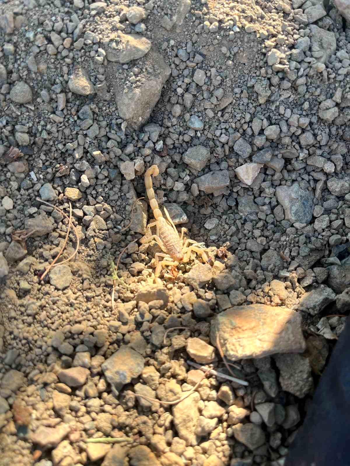 Vişne toplarken akrep sokan şahıs hastaneye kaldırıldı