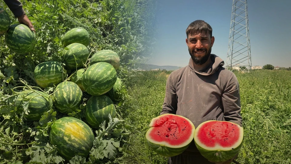İyi karpuz nasıl seçilir? Yılların çiftçisinden hayati tavsiye