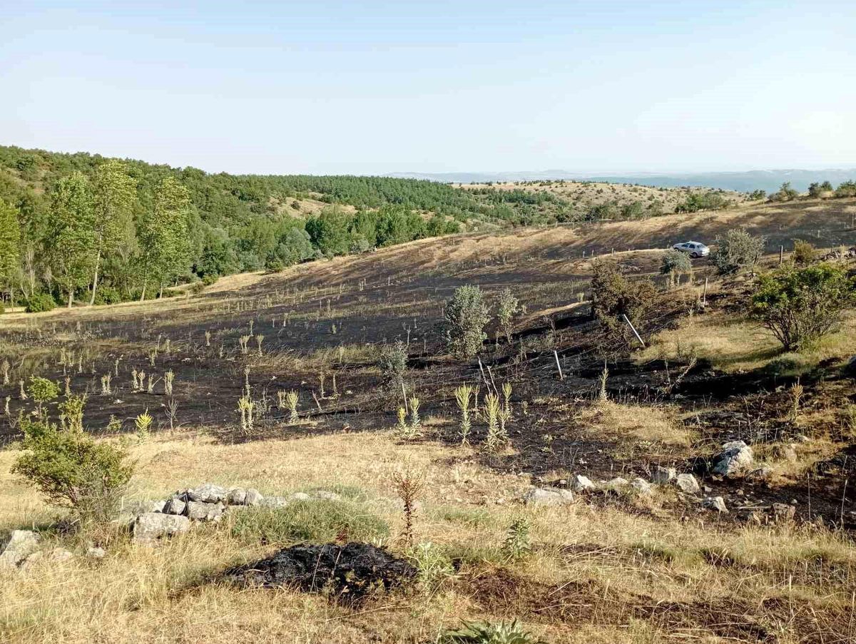 Tokat'ta örtü yangını: 15 dönüm ekili arazi küle döndü