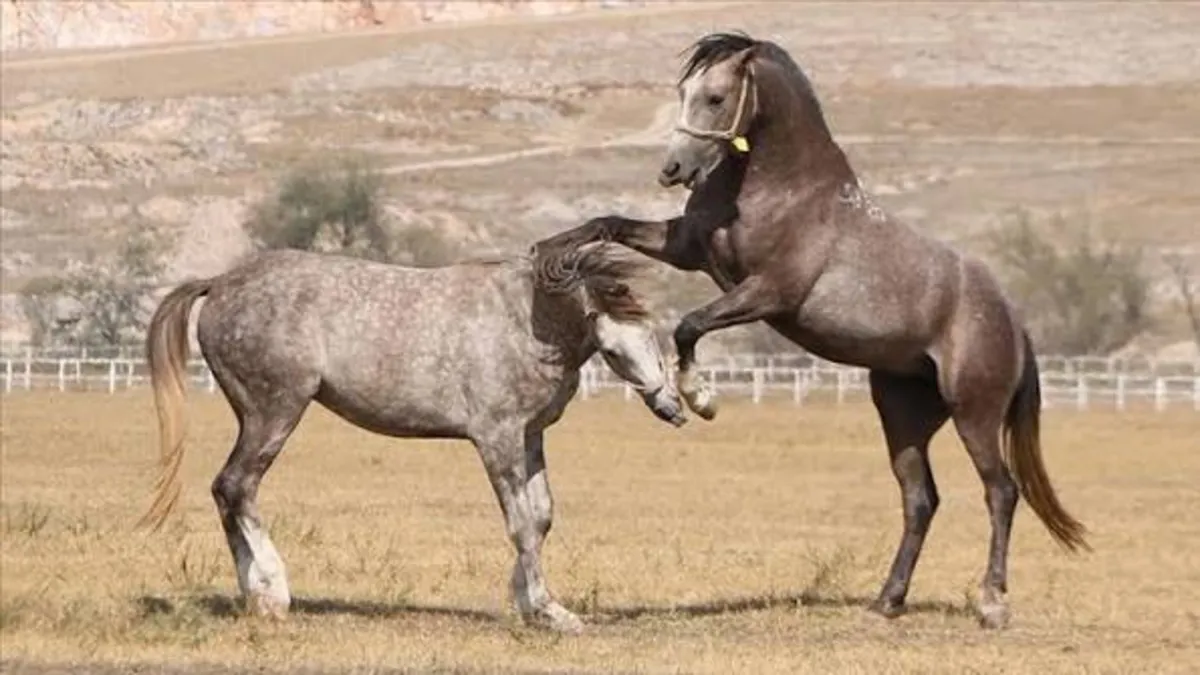 61 safkan Arap koşu tayı açık artırmayla satışa çıkıyor