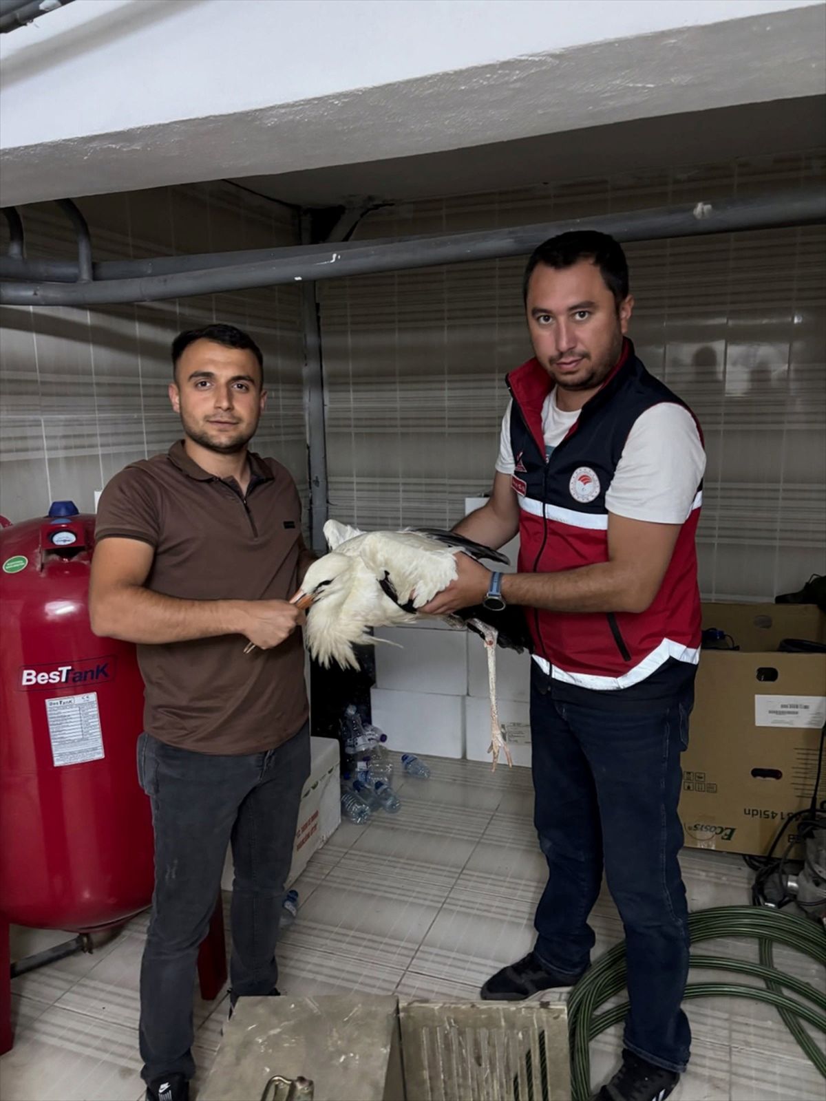 Kastamonu'da yaralı leylek koruma altına alındı