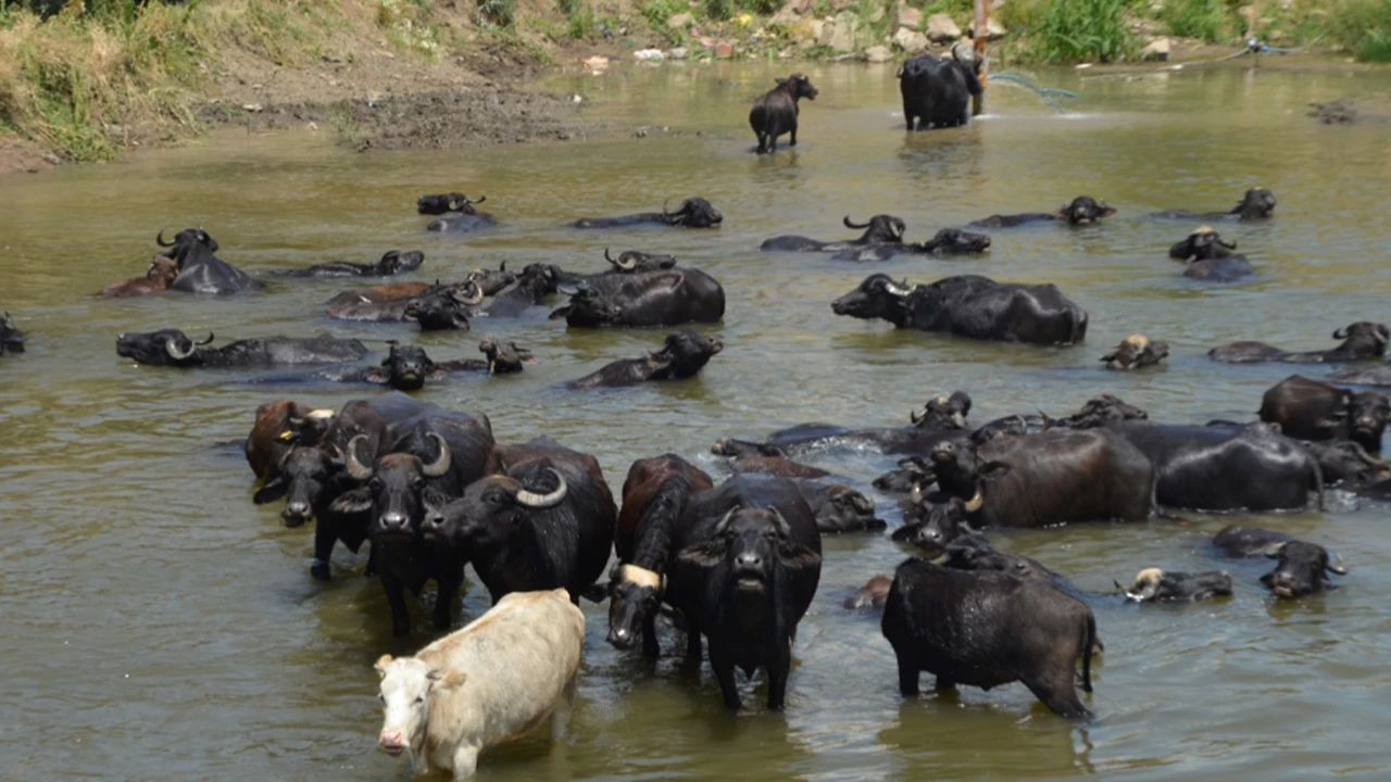 Muş'ta sıcaklardan bunalan mandalar Karasu Nehri'nde serinliyor