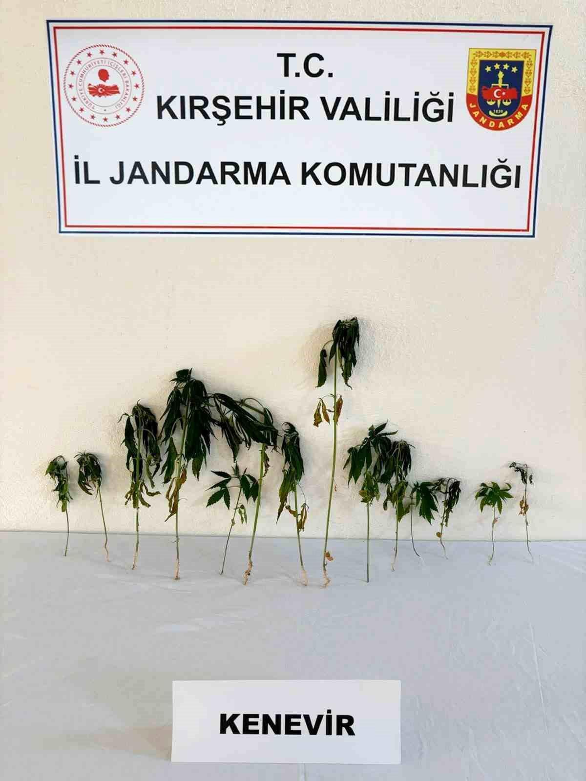 Kırşehir'de bahçeye ekili kenevir ele geçirildi