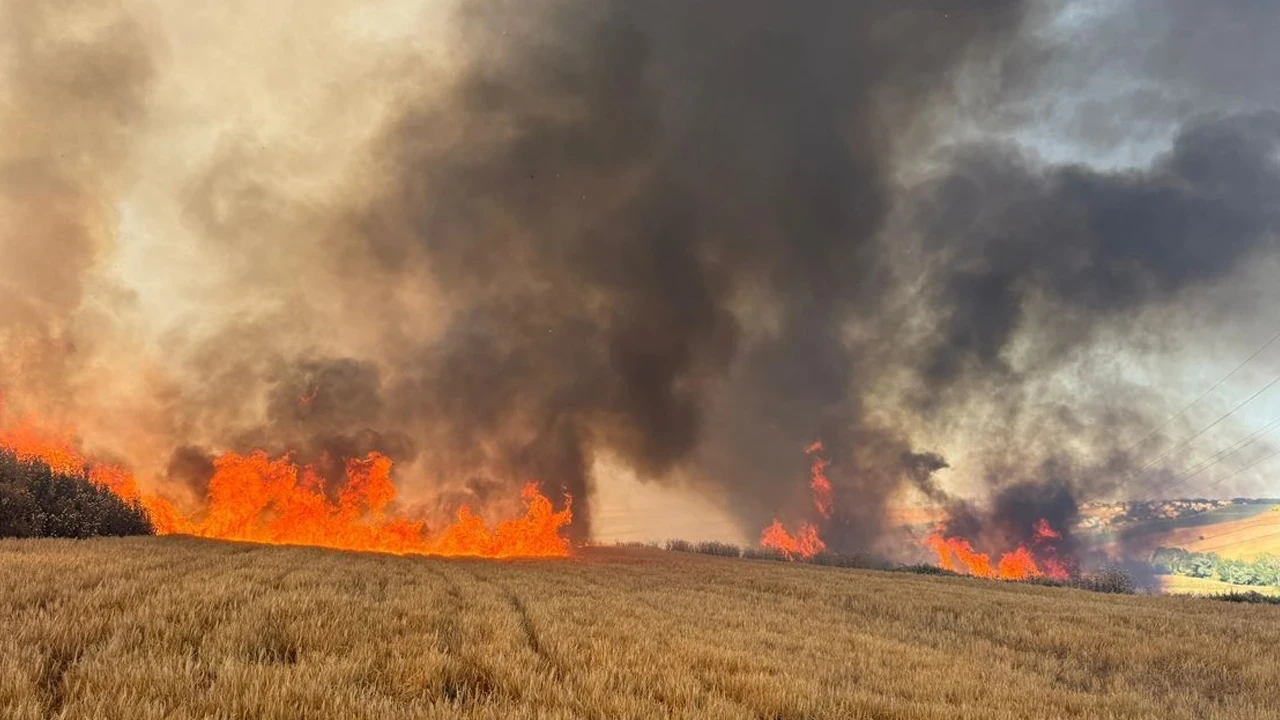 Tekirdağ'da hasat döneminin başında 2 bin dekar ekili alan zarar gördü