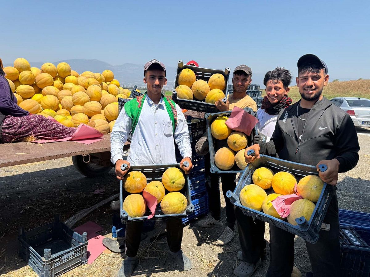 Hatay'da kavun hasadı başladı; tarlada kilosu 22 TL