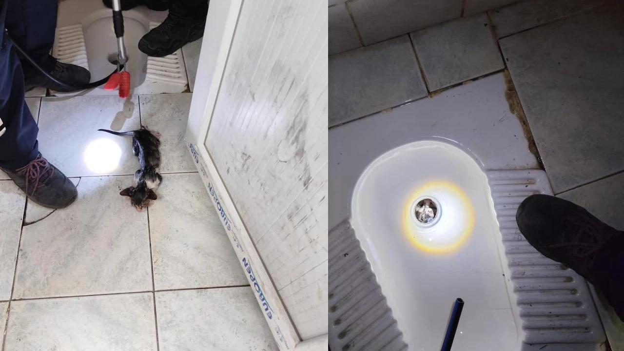 Tuvalet giderinde mahsur kalan kedi için kurtarma operasyonu