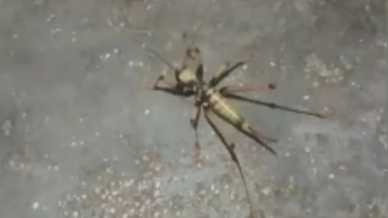 Elazığ'da dev çekirge şaşkınlığı! Zararlı değil tarımın dostu çıktı