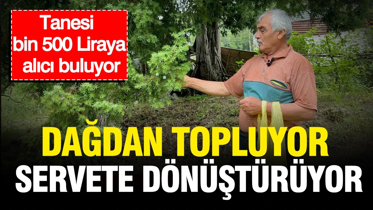 Dağdan topluyor, servete dönüştürüyor: Tanesi bin 500 Liraya alıcı buluyor