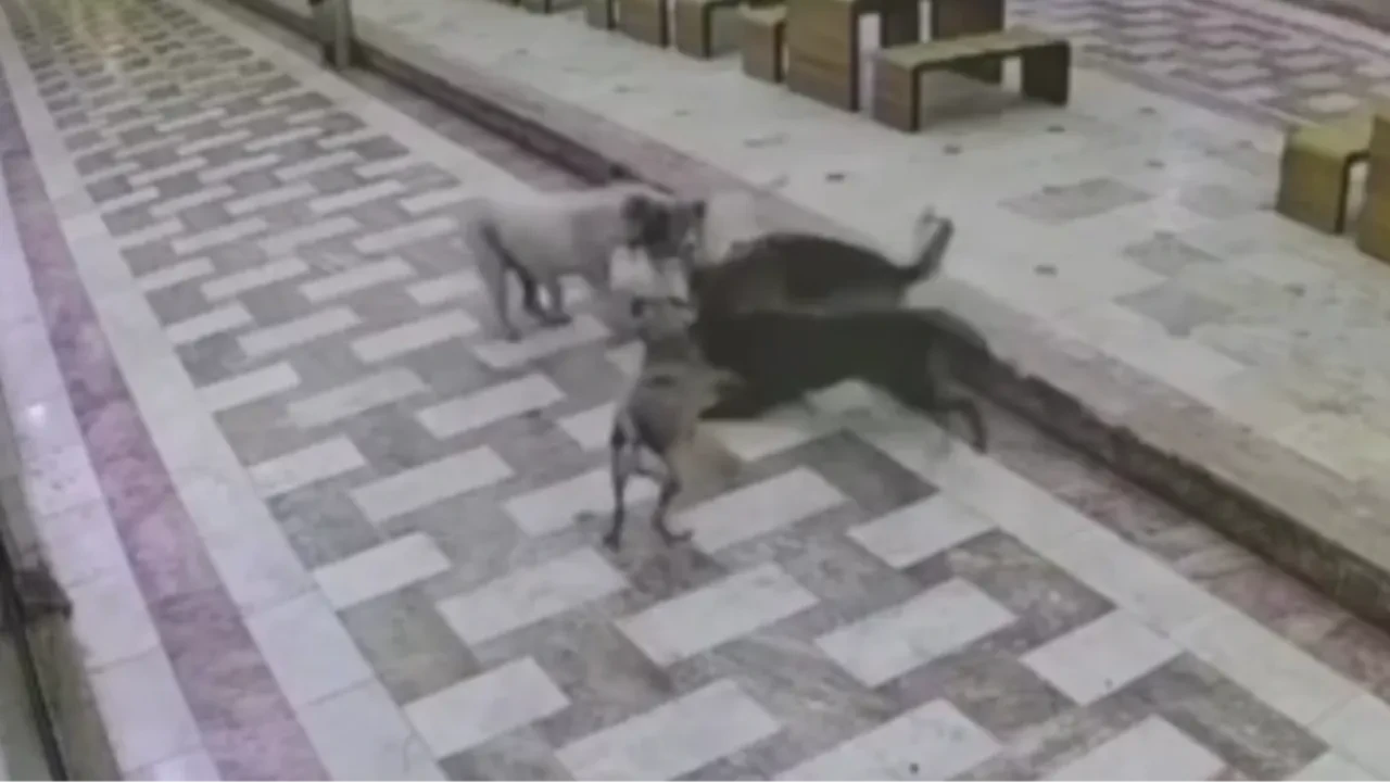 Bir kedinin 6 köpekle mücadelesi kamerada!