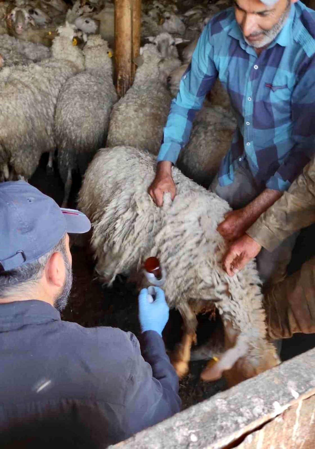 Bolvadin'de küçükbaş hayvanlara yönelik aşılama ve küpeleme çalışması