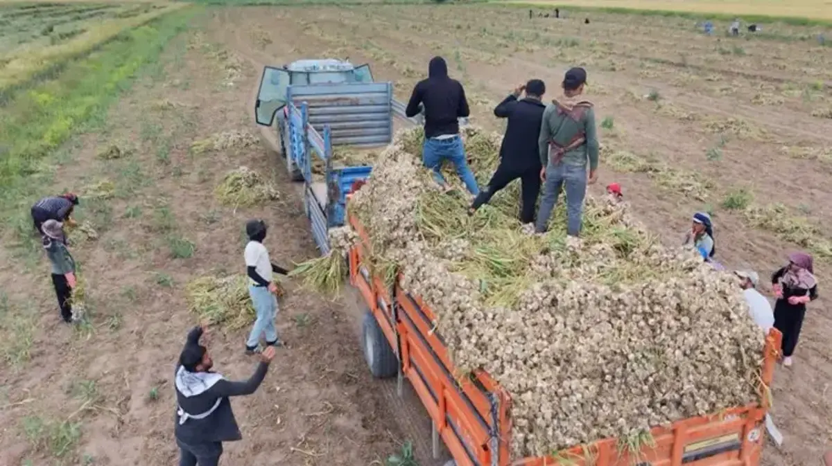 Aksaray'da yetişiyor, yurt dışından talep yağıyor! İspanya ve Rusya peşine düştü: Üretim ikiye katlandı