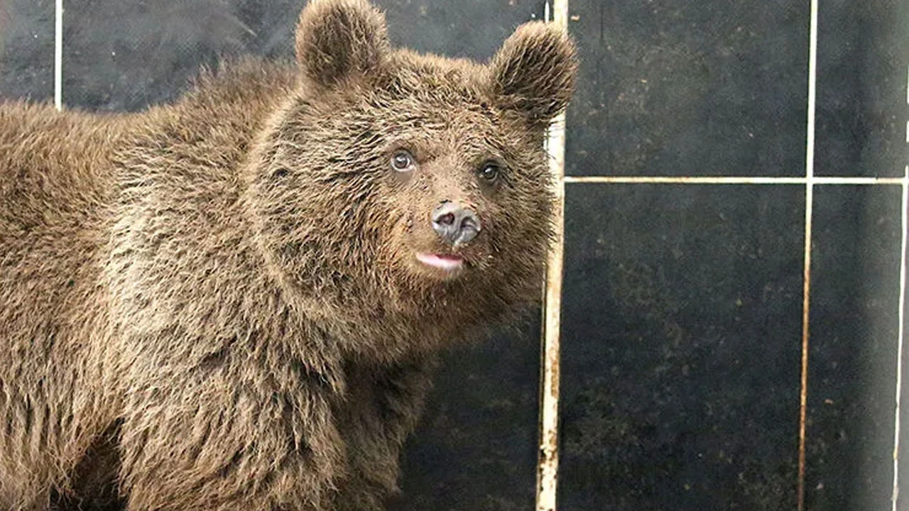 Japonya'da ayı mutfağa girdi, buzdolabını talan etti