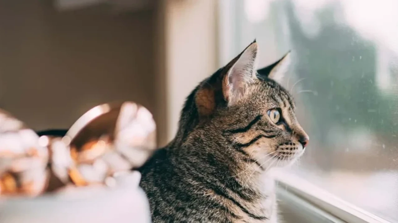 Boşanan çiftin 'kedi velayeti' krizi: Mama parası ortak, ziyareti yasak