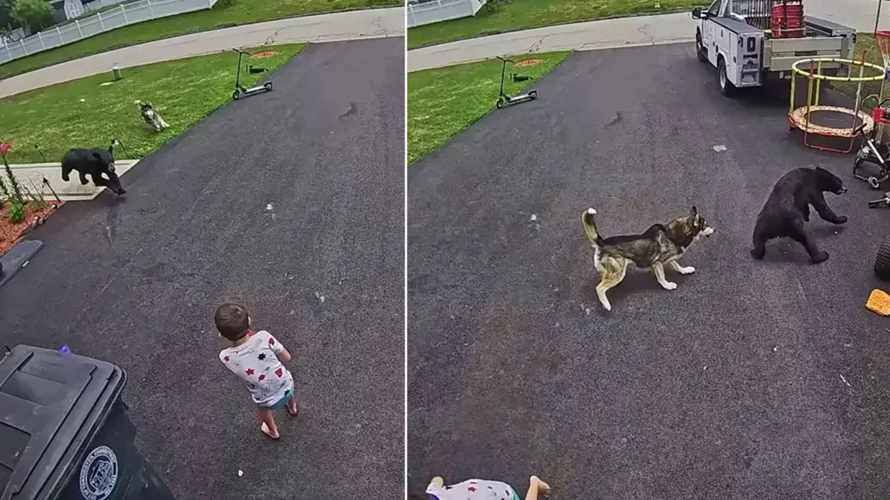 Köpek, 6 yaşındaki çocuğa hamle yapan ayıyı geri püskürttü