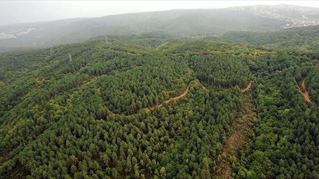 Tarih verildi! İstanbul'da ormanlara girişler yasaklandı