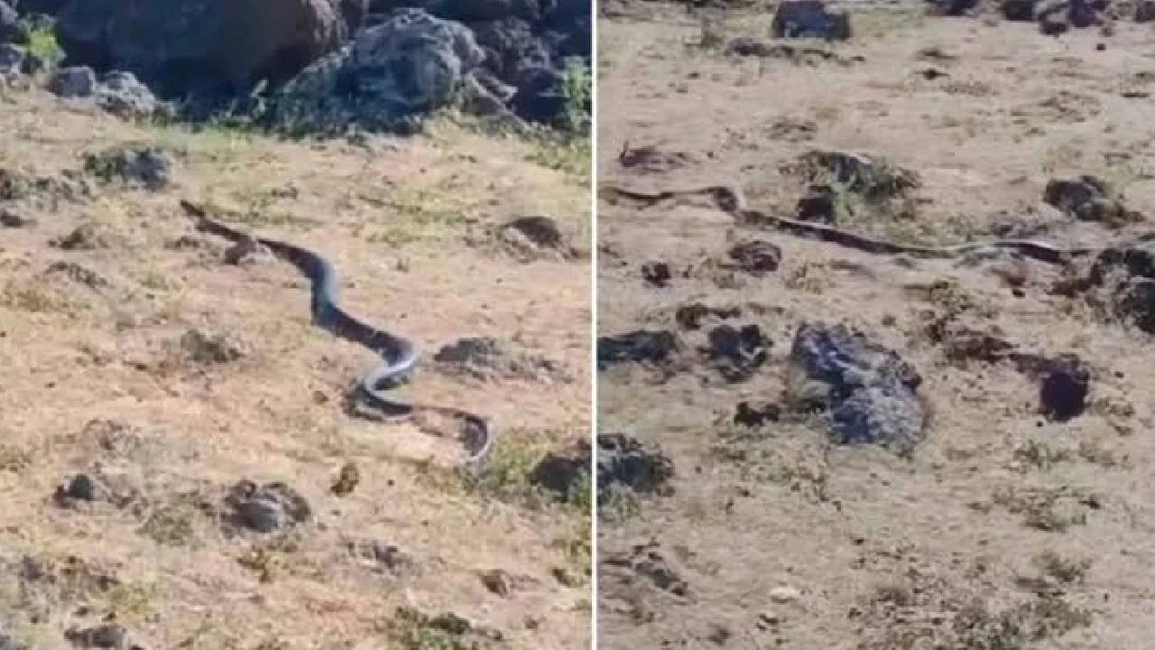 Burası Amerika değil Türkiye! O ilimizde yılan paniği: Uzunluğu tam 3 metre