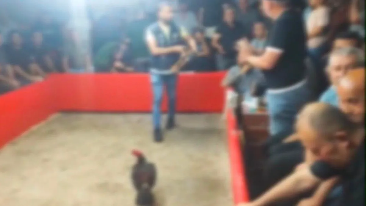 Hayvan koruma derneği kurup horoz dövüştürdüler! Polis 4 kişiyi gözaltına aldı