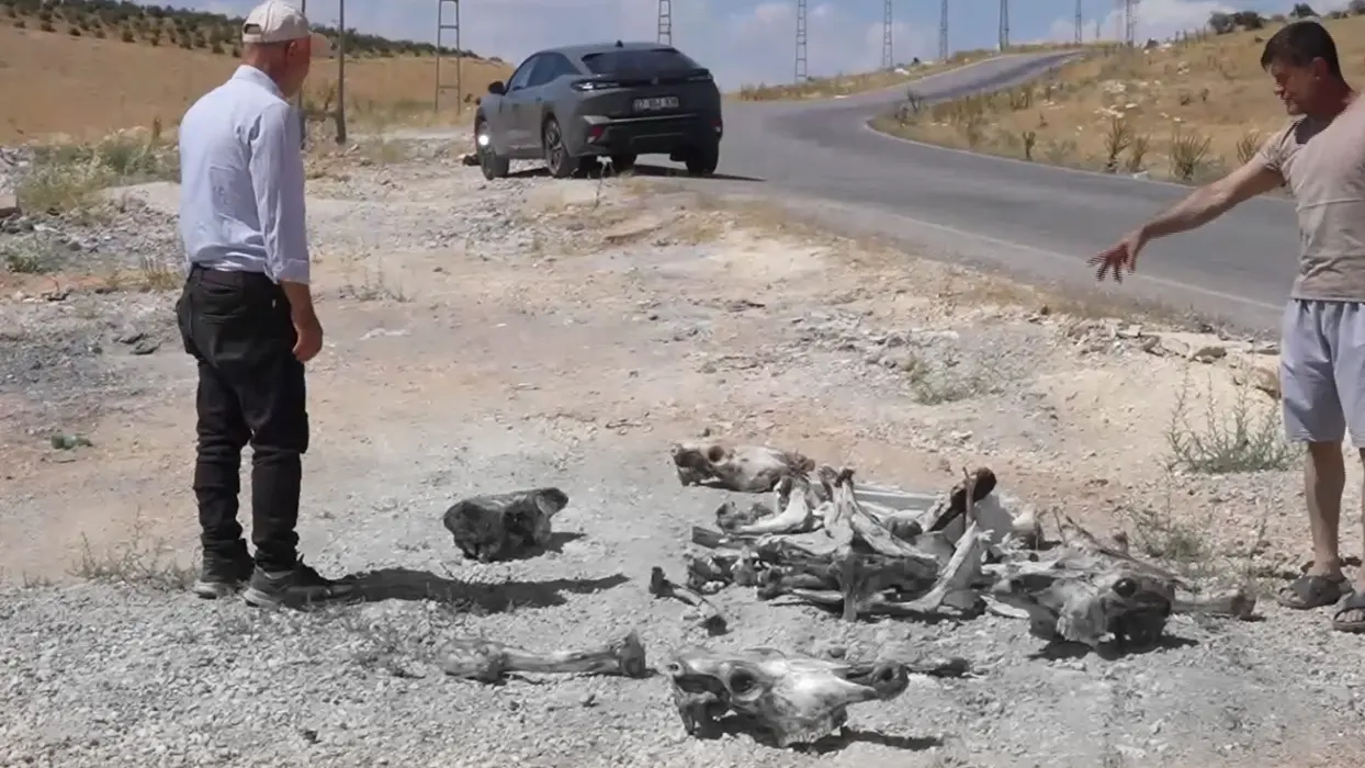 Hayrete düşüren manzara: Çok sayıda at kafatası bulundu