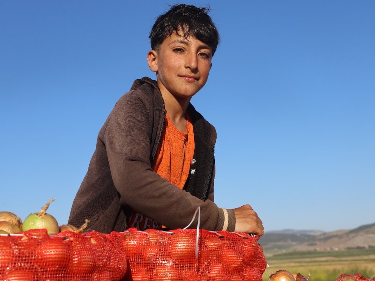 Hatay'da soğanda 30 TL'yi bulan fiyat üreticiyi memnun etti