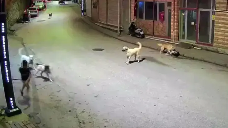 Ordu'da küçük çocuk sokak köpeklerinin saldırısına uğradı