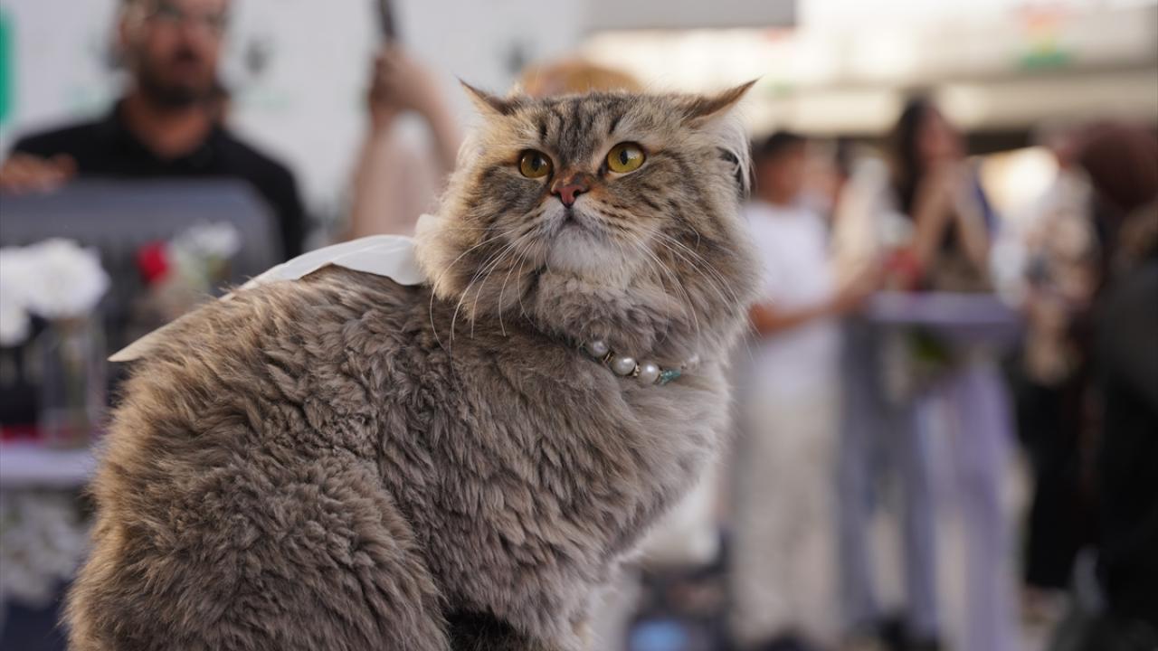 Vietnam'da kesilmek üzere çalınan yüzlerce kedi kurtarıldı