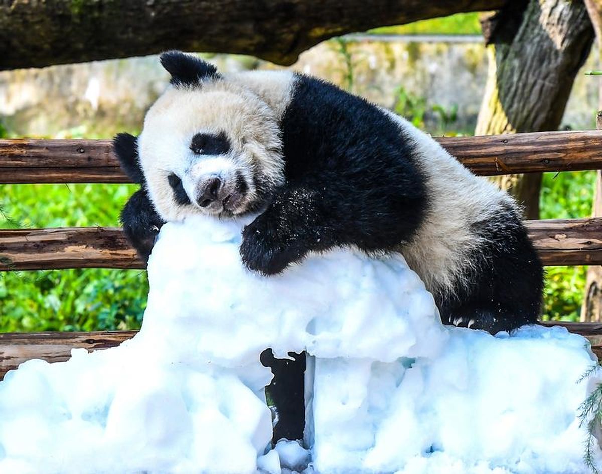 Çin'de panda yavrusu Wang Shu'nun 1'inci doğum günü kutlandı