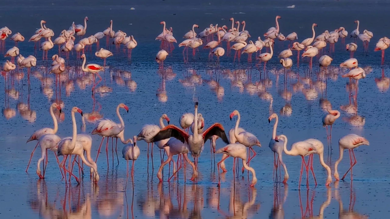 Doğa fotoğrafçılarının uğrak noktası: Kulu Düden Gölü, flamingolarla renklendi