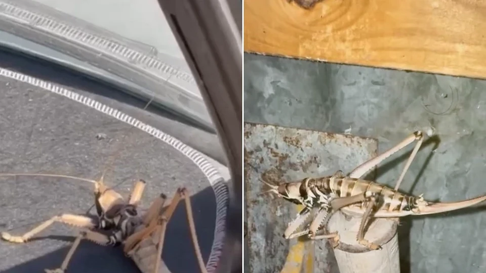 Elazığ'da etçil çekirge alarmı: Boyutlarıyla dikkat çeken dev böcekler görüldü