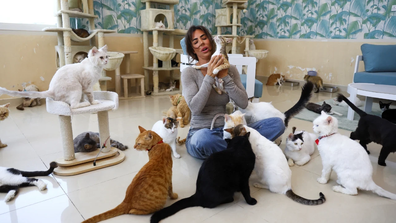 Kimi yaralı, kimi terk edilmiş: Bu kedilerin yeni yaşamı görenleri şaşırttı