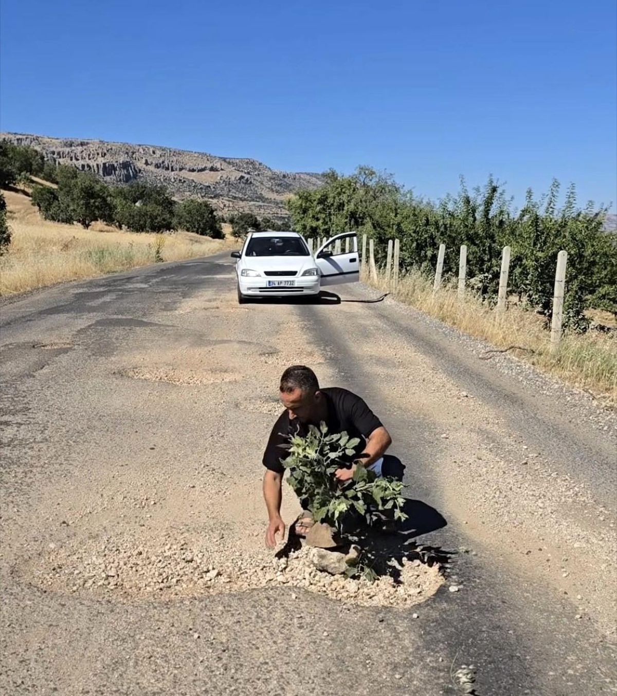 Çermik'te oluşan çukurlara ağaç dikerek yolların yapılmamasını protesto ettiler