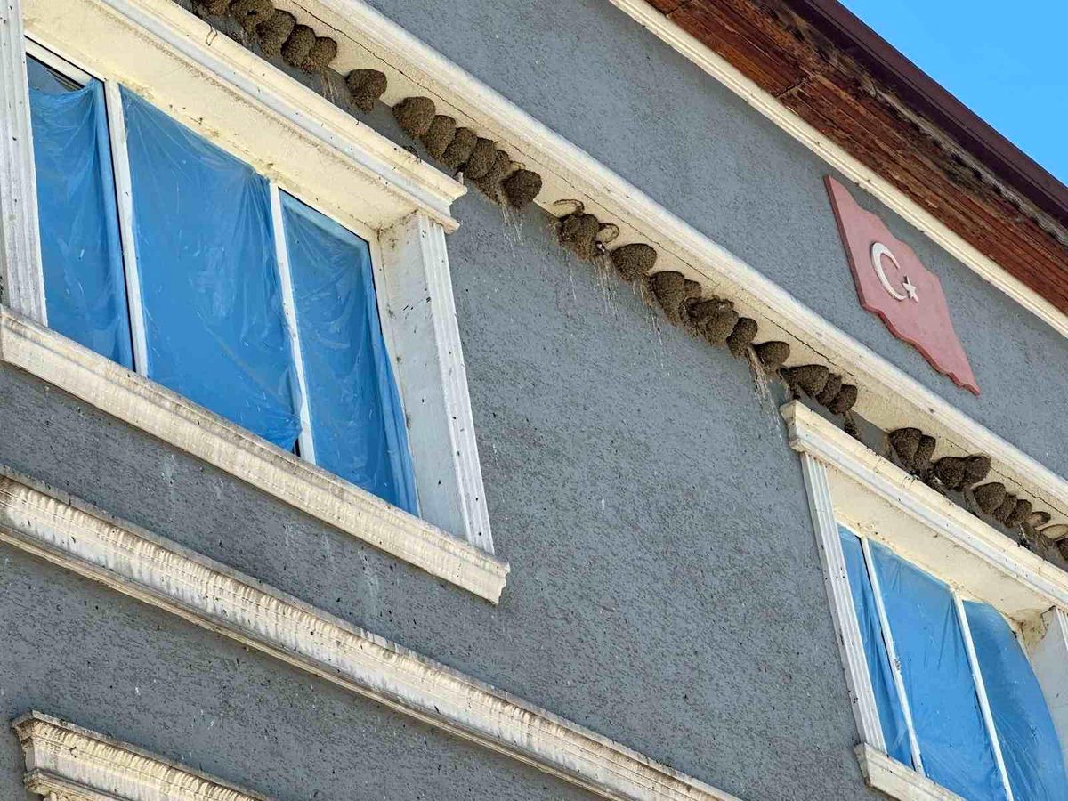 Kırlangıç yuvalarını bozmayıp pencereleri naylonla kapladılar