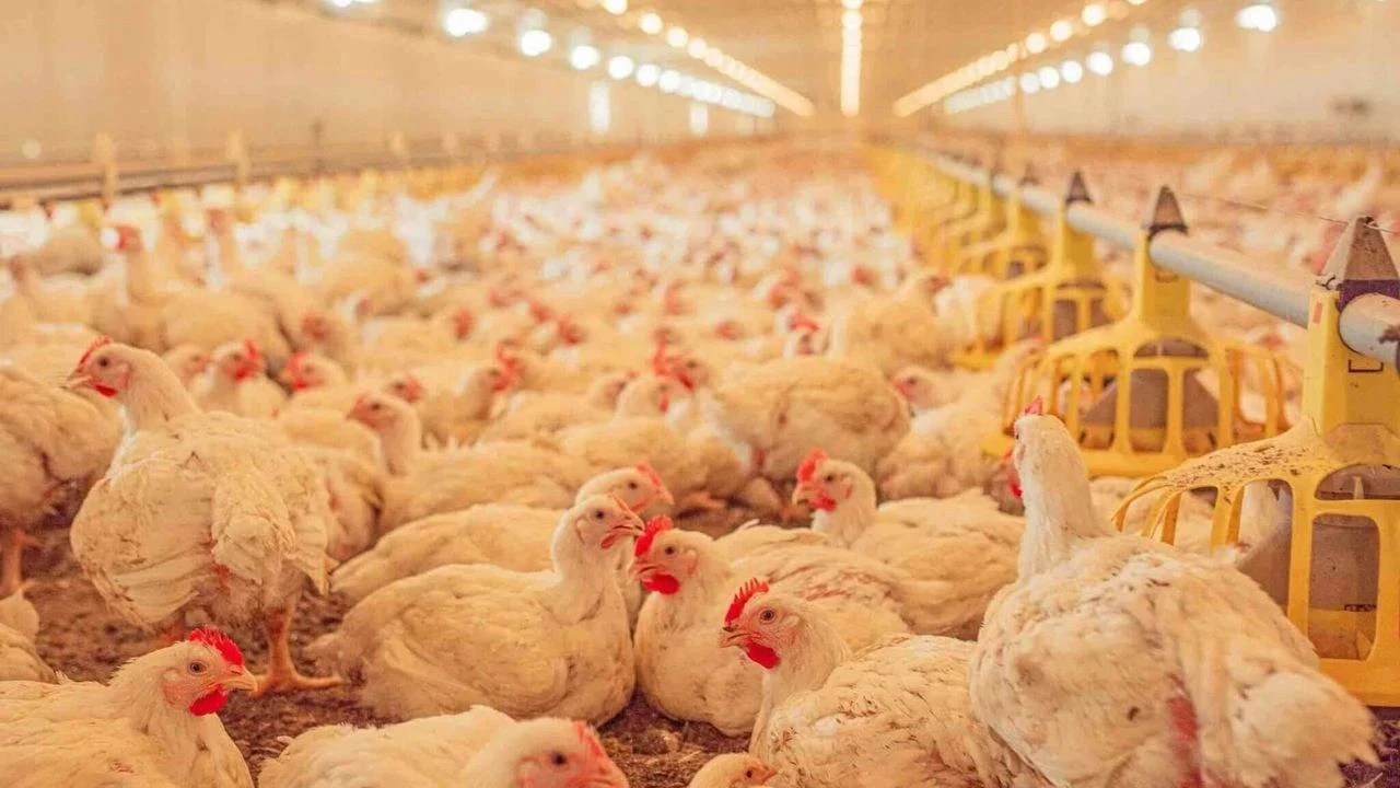 Beyaz et sektörüne operasyon: 29 kişi serbest bırakıldı