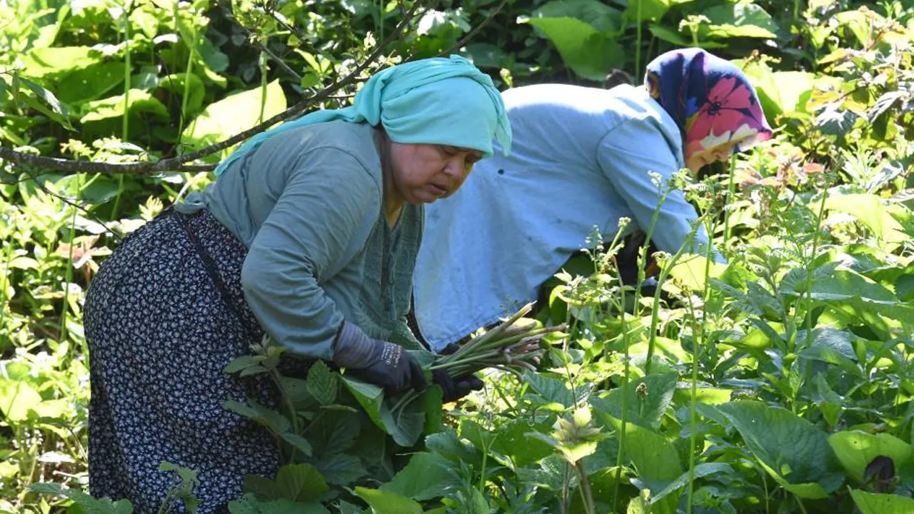 Çoluk çocuk bedavaya topluyorlar! Bağırsakları anında çalıştırıyor, faydası çok