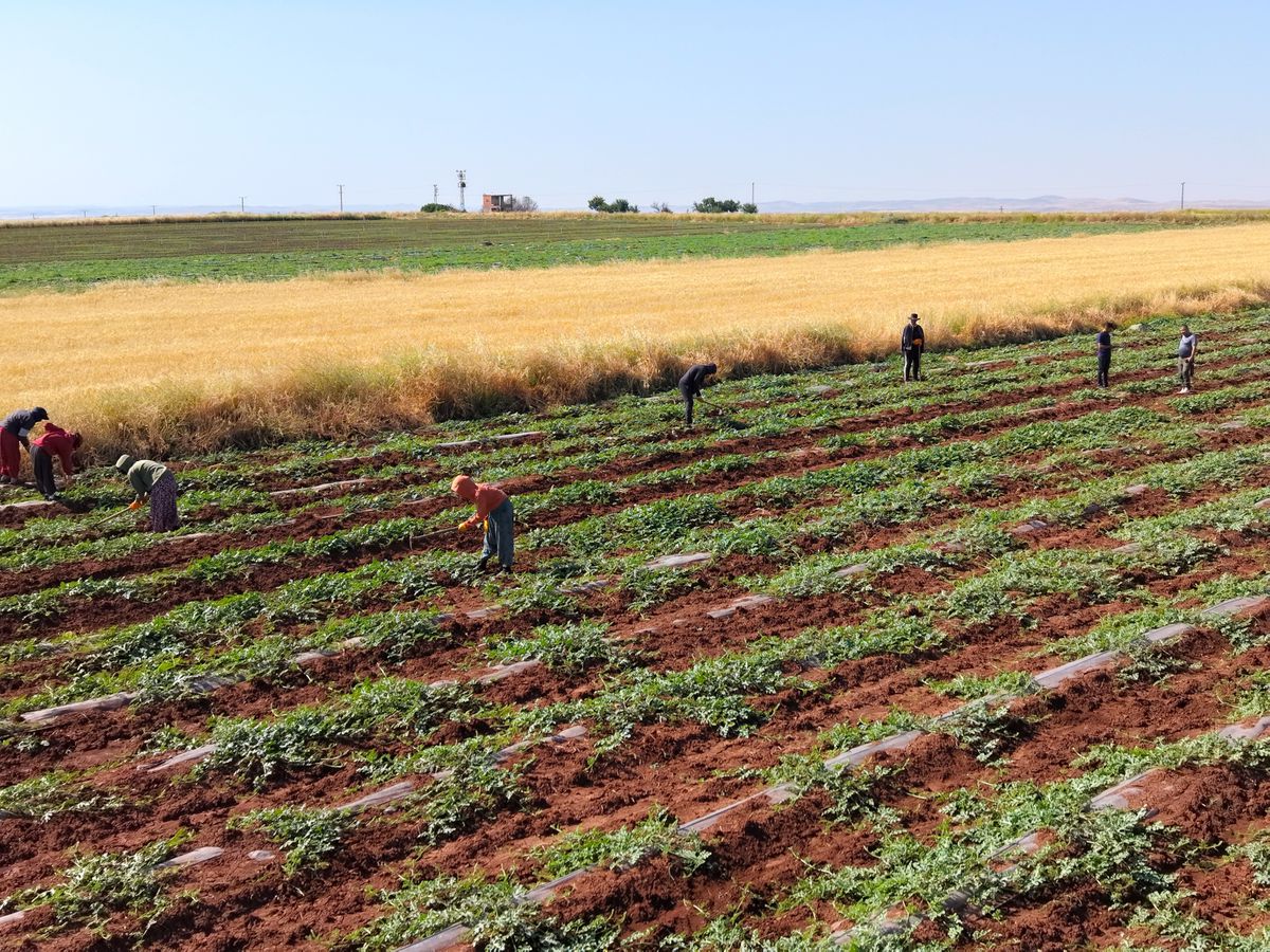 Dolunun vurduğu Diyarbakır karpuzunda hasat bu yıl gecikecek