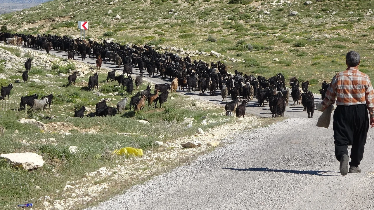 Toroslarda biten hayat yeniden canlandı